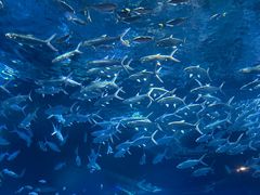 -海合安武汉极地海洋公园