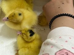 -有间冰室(侨港风情街店)