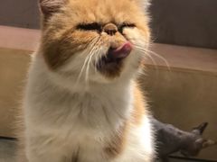 -more than meow吴止猫主题餐厅(承德 中船汇店)