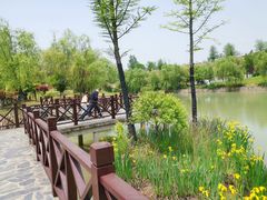 -大塘金香草谷