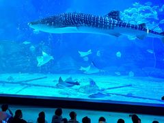 -烟台海昌鲸鲨海洋公园