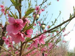 -永定河休闲森林公园