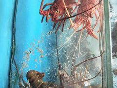 -原龙海鲜大排档(美食地标店)