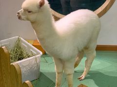 -藦茜花园宠物主题亲子互动体验馆(国顺东路店)