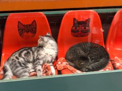 -猫咪博物馆(顶澳仔猫街店)
