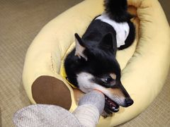 -逗柴咖啡屋·狗咖猫咖宠物桌游
