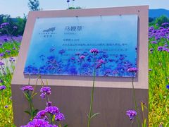 -西京湾花海