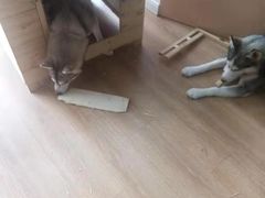 -Husky Go! 哈士奇体验馆·宠物咖啡厅狗咖