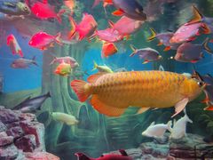 -上海海洋水族馆