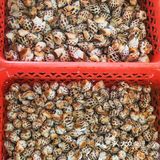 【广海🦐海鲜】