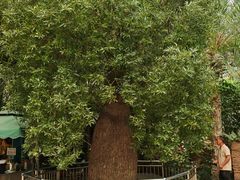 -石家庄市植物园