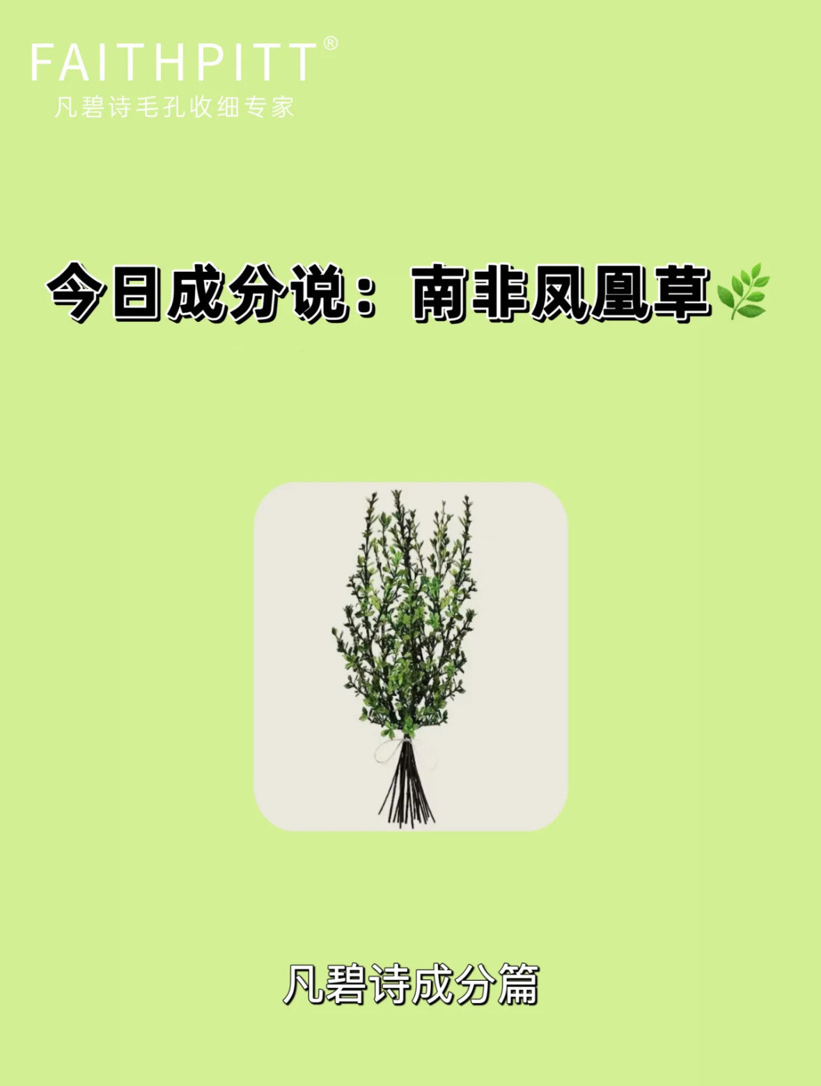 南非凤凰草百科图片