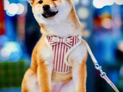 -萌宠之家·腊肠犬·马尔泰·小体犬舍