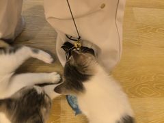 -猫咪派对(江南西店)