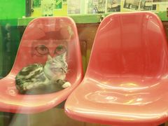 -猫咪博物馆(顶澳仔猫街店)