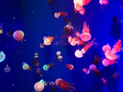 -成都浩海立方海洋公园