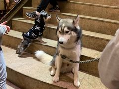 -more than meow吴止猫主题餐厅(承德 中船汇店)