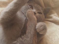 -菲丽丝宠物医院·24小时·猫科中心·免疫点(淮海分院)