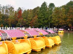 -上海海湾国家森林公园