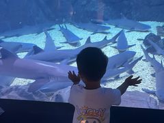 -烟台海昌鲸鲨海洋公园