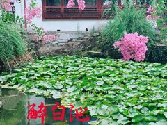 -上海醉白池公园