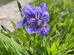 -春花秋色城市公园