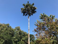 -中国科学院西双版纳热带植物园