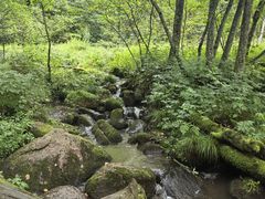 -五营红松林海景区