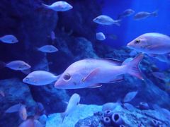 -成都浩海立方海洋公园