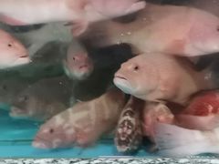 -江杨农产品批发市场