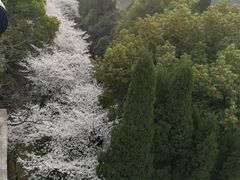 -武汉大学-樱园