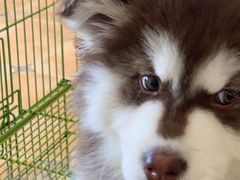 -Let's go狗咖·猫咖·奶狗·桌游(春熙路IFS店)