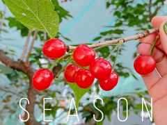 -苏州太湖西山岛开心农场