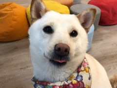 -柴迷FANS CLUB·柴犬狗咖·猫咖