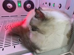 -FAELING PETS美天灵宠物(合生汇店)