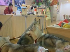 -Husky Go! 哈士奇体验馆·宠物咖啡厅狗咖