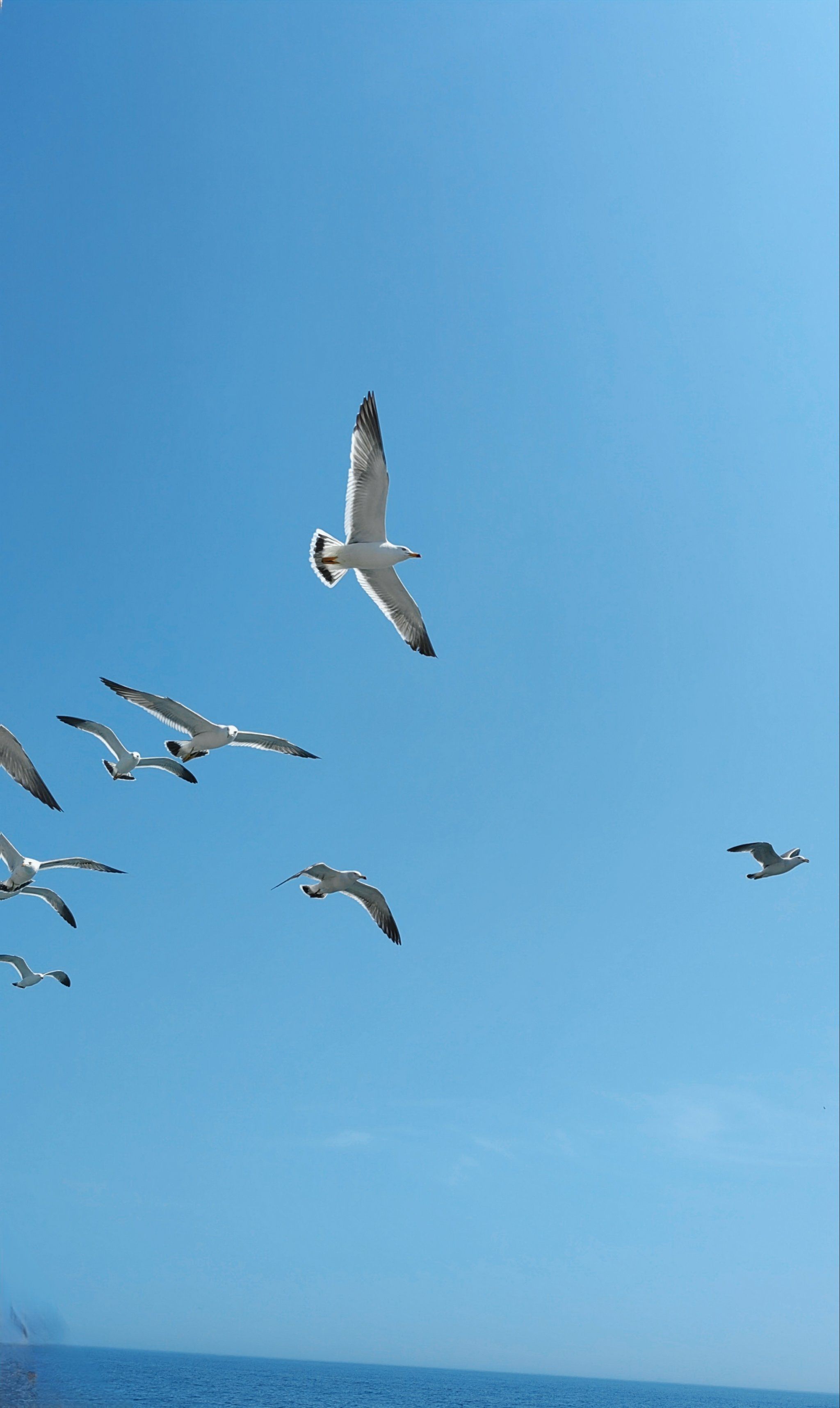 海鸥与天空,我与远方