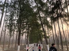 -合肥滨湖国家森林公园