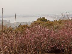 -香雪海