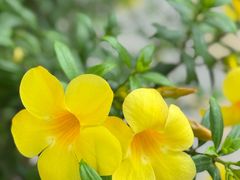 -Ob Aroi Town In Town (Not Ob Aroi franchise)