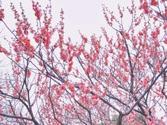 -无锡梅园公园
