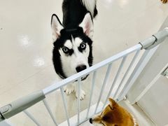 -共舞时光猫咖·狗咖(新街口店)