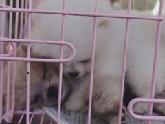 -鹏欣水游城