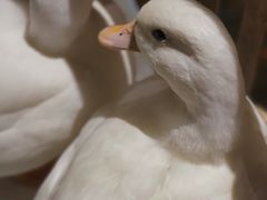 -馬蘭花開(车站大道店)