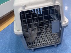 -天使宠物医院·犬猫分诊(彩虹店)