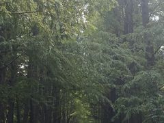 -上海滨江森林公园