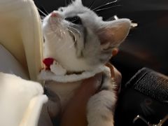 -欣宠猫屋·矮脚拿破仑·蓝金金渐层