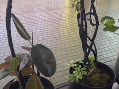 -涟LIAN·泰式按摩·MASSAGE·SPA(深业上城店)