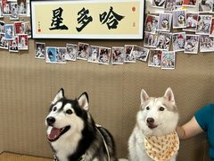 -星多哈·狗咖·拼豆·咖啡