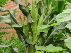 -万源龙顺度假庄园生态观光园